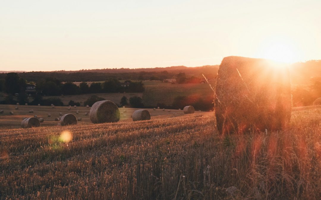 Leket and the Multiple Miracles within Manna