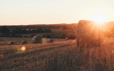 Leket and the Multiple Miracles within Manna